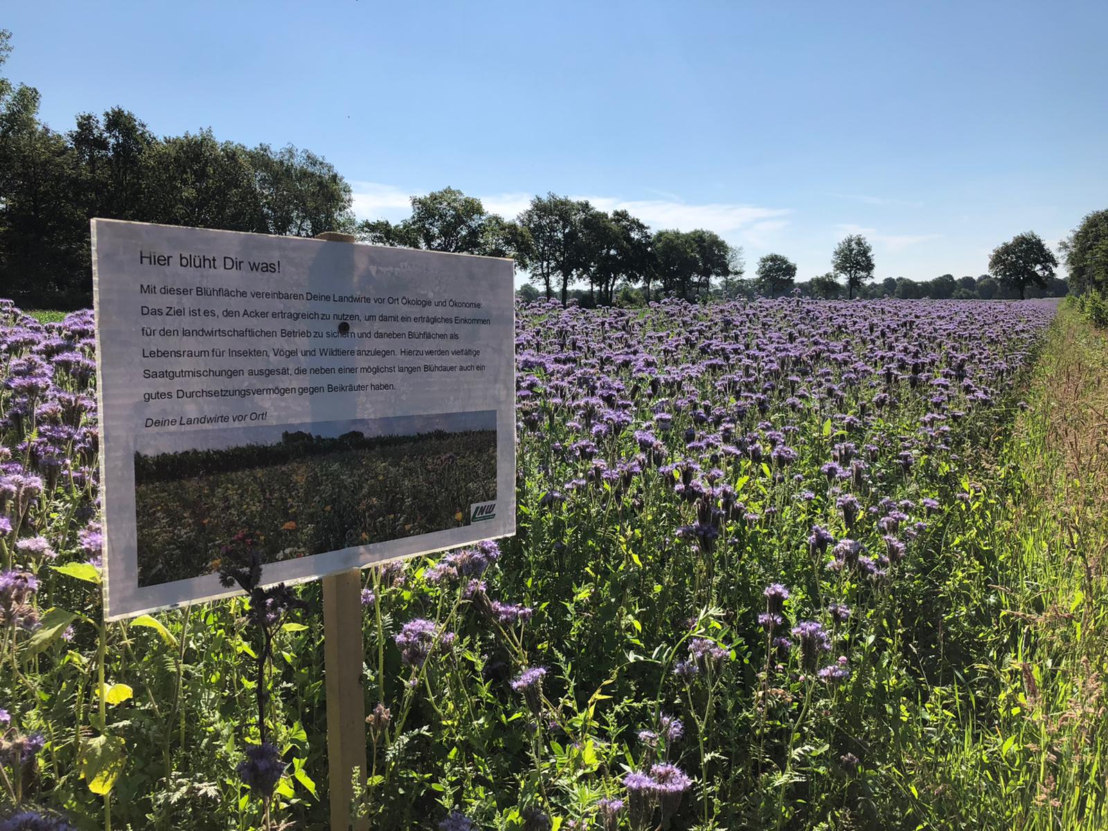 newsimages/71-Schilder Insekten 07 20.jpg